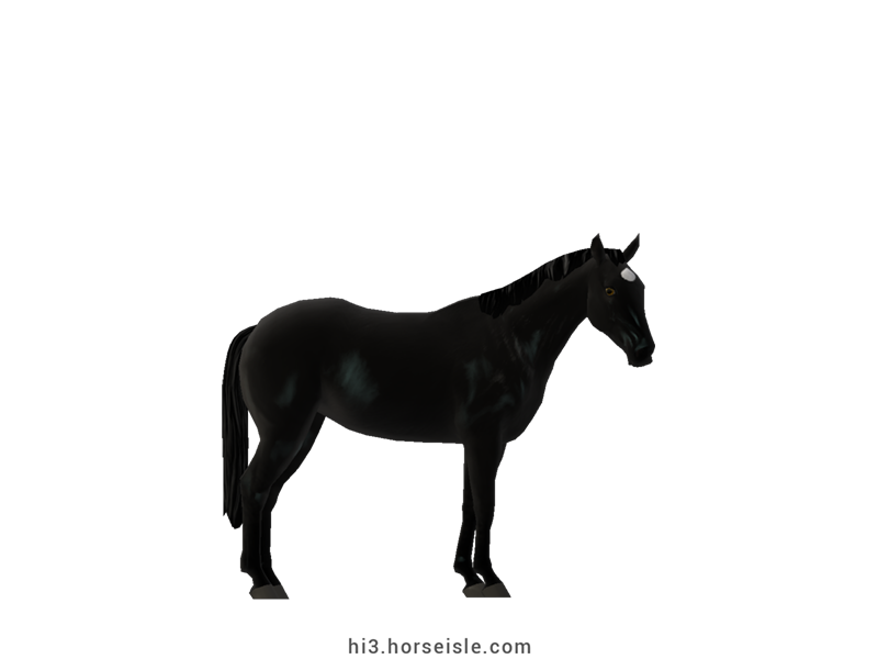 Australian Stock Horse Smoky Black Coat